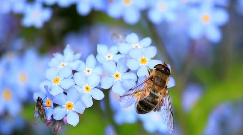 significado espiritual da abelha