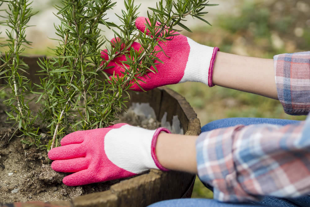 Segredos do Jardim: Como Plantar Alecrim com Sucesso