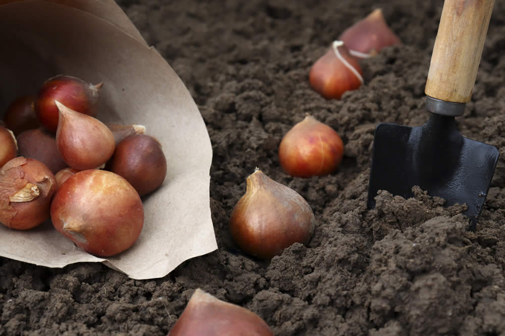 Como Plantar Cebola