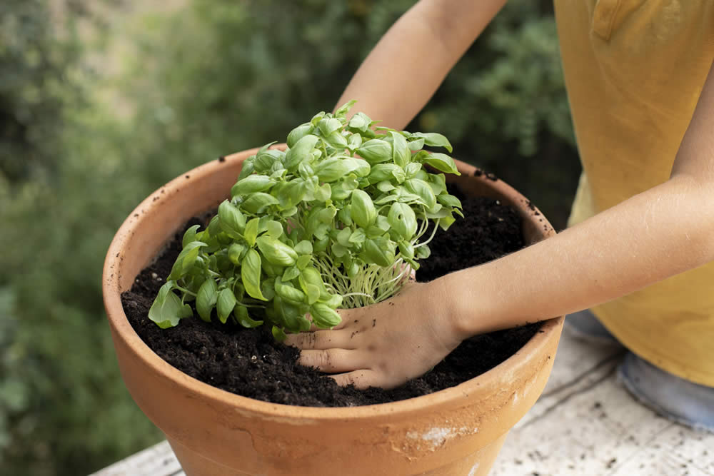 Passo a Passo: Como Plantar Manjericão em Casa