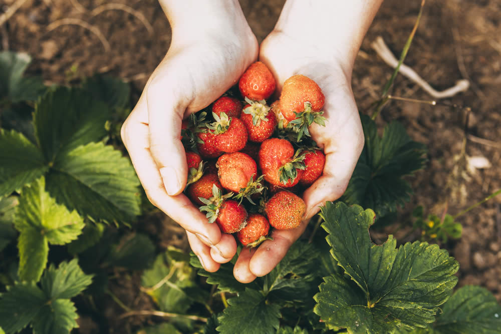 Tudo que você precisa saber sobre como plantar morango